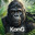 KONG