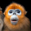 Snub-Nosed Monkey