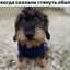 !stray dog