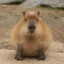 Capybara