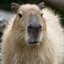 capybara