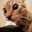 cappuccino cat