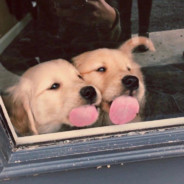 ksg早餐不吃炸鸡