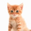 Kit