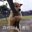 下周回国