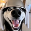 DOGDUM