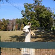 Not A Llama - steam id 76561197960498126
