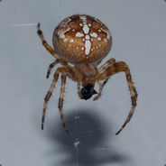 Camoufla9e - steam id 76561197960494106