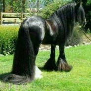 翻滚吧，牛宝宝