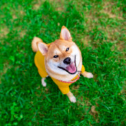 是任谁都无法替代