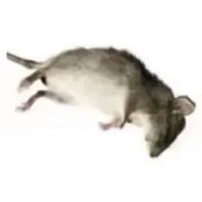 十枪八枪马两枪说碎甲