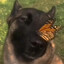 a good boy