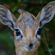 Bambi