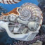 Nautilus