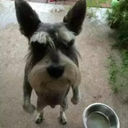 摇摆旭向你敬礼