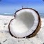 Magical Coconut