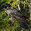 Corvus Corax