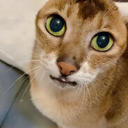 блинк в толкан