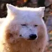 塔塔开の欧克兽人