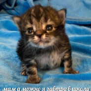 кто задефает гей