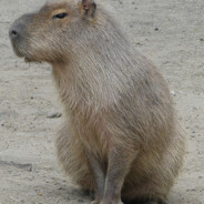 ✪ | Capybara
