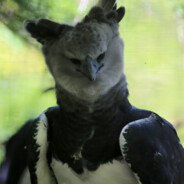 maciejek kurwiklejek