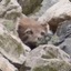 Shocked Arctic Fox