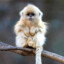 Golden Monkey