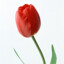 tulip294