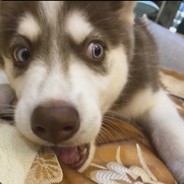 Aka舒肤佳搓牛止