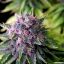 REAL BUD