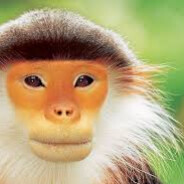 The Red-Shanked Duke