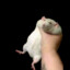 Stank Leg