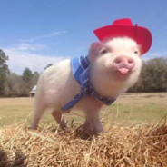 AKA羊村村霸懒羊羊