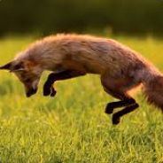 FoxxyBoi - steam id 76561197970132221