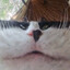 ni hao fine shyt