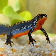 Triturus alpestris