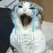 阿姆斯特朗耗子