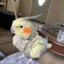 horarypigeon484