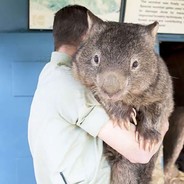 little wombat
