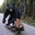 Oso patinador latino