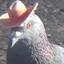 Really Big Pigeon