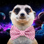 MidriffMeerkat