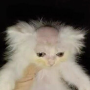 shampuh
