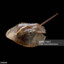 Horseshoe Crab