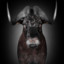 BlackGnu