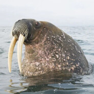 WallyDahWalrus