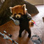 Red Panda