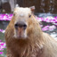 Capybara_Love