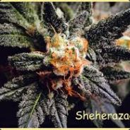 SHERAZADE